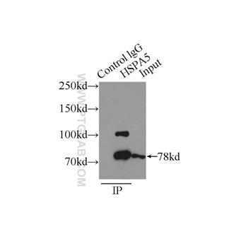 HSPA5 Rabbit Polyclonal Antibody (11587-1-AP)