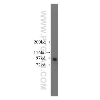 RASEF Rabbit Polyclonal Antibody (11569-1-AP)