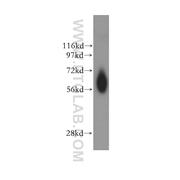 NDOR1 Rabbit Polyclonal Antibody (11404-1-AP)