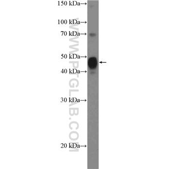 SPDEF Rabbit Polyclonal Antibody (11467-1-AP)