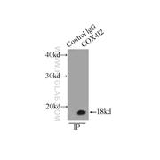 COX4I2 Rabbit Polyclonal Antibody (11463-1-AP)