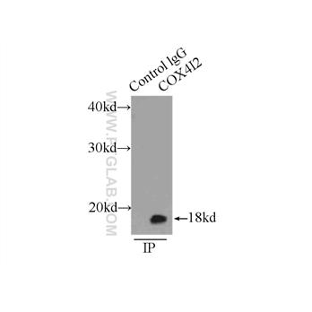 COX4I2 Rabbit Polyclonal Antibody (11463-1-AP)