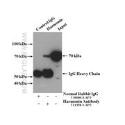 USH1C Rabbit Polyclonal Antibody (11358-1-AP)
