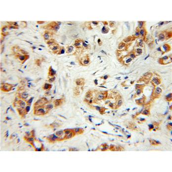 PVRL3 Rabbit Polyclonal Antibody (11213-1-AP)