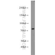 RPH3A Rabbit Polyclonal Antibody (11396-1-AP)