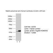 HOMER2 Rabbit Polyclonal Antibody (11143-1-AP)