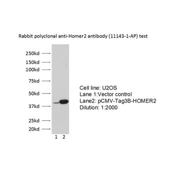 HOMER2 Rabbit Polyclonal Antibody (11143-1-AP)