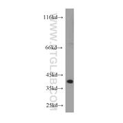 ATG3 Rabbit Polyclonal Antibody (11262-2-AP)