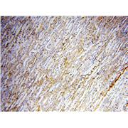 APOL1 Rabbit Polyclonal Antibody (11486-2-AP)