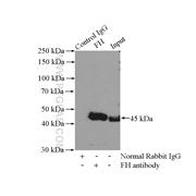 FH Rabbit Polyclonal Antibody (11375-1-AP)