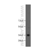 MNAT1 Rabbit Polyclonal Antibody (11719-1-AP)