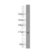 PRRG2 Rabbit Polyclonal Antibody (11618-1-AP)