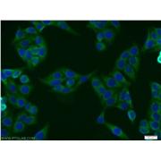 UBL7 Rabbit Polyclonal Antibody (11564-1-AP)