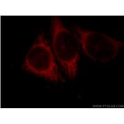 GLRX3 Rabbit Polyclonal Antibody (11254-1-AP)