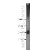IFI30 Rabbit Polyclonal Antibody (11597-1-AP)