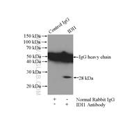 IDI1 Rabbit Polyclonal Antibody (11166-2-AP)