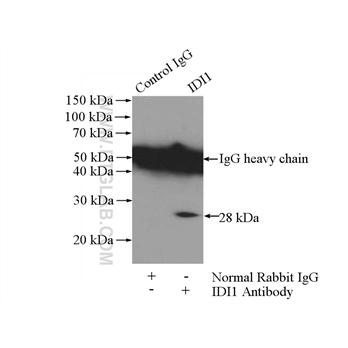 IDI1 Rabbit Polyclonal Antibody (11166-2-AP)