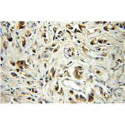 EIF1AY Rabbit Polyclonal Antibody (11193-1-AP)