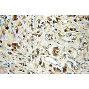 EIF1AY Rabbit Polyclonal Antibody (11193-1-AP)