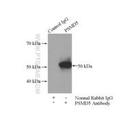 PSMD5 Rabbit Polyclonal Antibody (11469-1-AP)