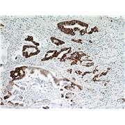 TMPRSS4 Rabbit Polyclonal Antibody (11283-1-AP)
