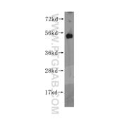 ORC5L Rabbit Polyclonal Antibody (11542-1-AP)