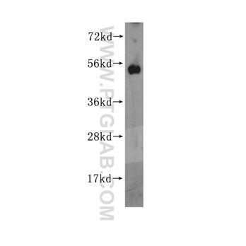 ORC5L Rabbit Polyclonal Antibody (11542-1-AP)