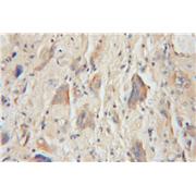 BRE Rabbit Polyclonal Antibody (11702-1-AP)