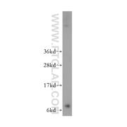 GNG2 Rabbit Polyclonal Antibody (11693-1-AP)