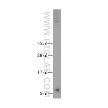 GNG2 Rabbit Polyclonal Antibody (11693-1-AP)