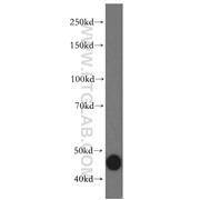DNAJA1 Rabbit Polyclonal Antibody (11713-1-AP)