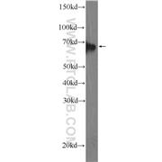 EIF3L Rabbit Polyclonal Antibody (11482-1-AP)