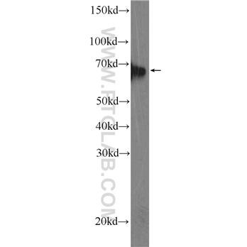 EIF3L Rabbit Polyclonal Antibody (11482-1-AP)