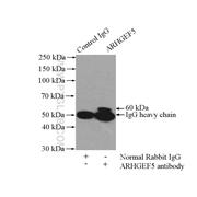 ARHGEF5 Rabbit Polyclonal Antibody (11379-1-AP)