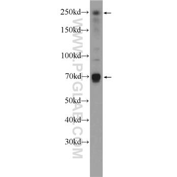 EIF4G3 Rabbit Polyclonal Antibody (11281-1-AP)