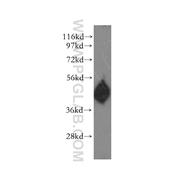 SERPINA4 Rabbit Polyclonal Antibody (11430-2-AP)