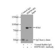 HSP90AB1 Rabbit Polyclonal Antibody (11405-1-AP)
