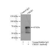 CREB3 Rabbit Polyclonal Antibody (11275-1-AP)