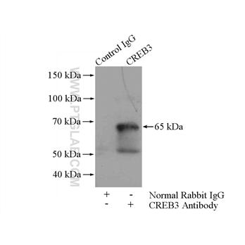 CREB3 Rabbit Polyclonal Antibody (11275-1-AP)