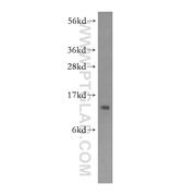 CHCHD1 Rabbit Polyclonal Antibody (11728-1-AP)