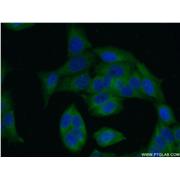 LRRC8D Rabbit Polyclonal Antibody (11537-1-AP)