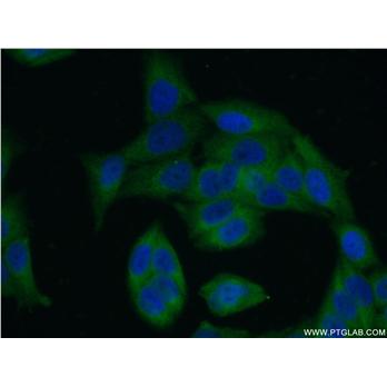LRRC8D Rabbit Polyclonal Antibody (11537-1-AP)
