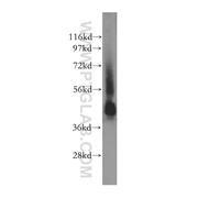 STAC Rabbit Polyclonal Antibody (11480-1-AP)