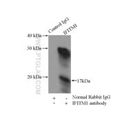 IFITM1 Rabbit Polyclonal Antibody (11727-3-AP)