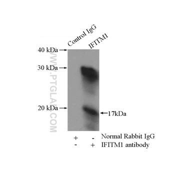 IFITM1 Rabbit Polyclonal Antibody (11727-3-AP)