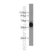 GTF3C5 Rabbit Polyclonal Antibody (11447-2-AP)