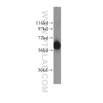 GTF3C5 Rabbit Polyclonal Antibody (11447-2-AP)