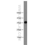 PLEKHA3 Rabbit Polyclonal Antibody (11292-1-AP)