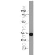 MGC29506 Rabbit Polyclonal Antibody (11454-1-AP)