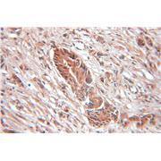 SRP9 Rabbit Polyclonal Antibody (11195-1-AP)